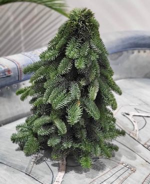 Sapin Reconstitué – Image 4